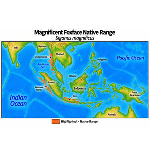 Native range map of Magnificent Foxface (Siganus magnificus), highlighting its eastern Indian Ocean distribution from Thailand and the Similan Islands through the Andaman Sea to western Sumatra, the Mentawai Islands and Java, Indonesia.