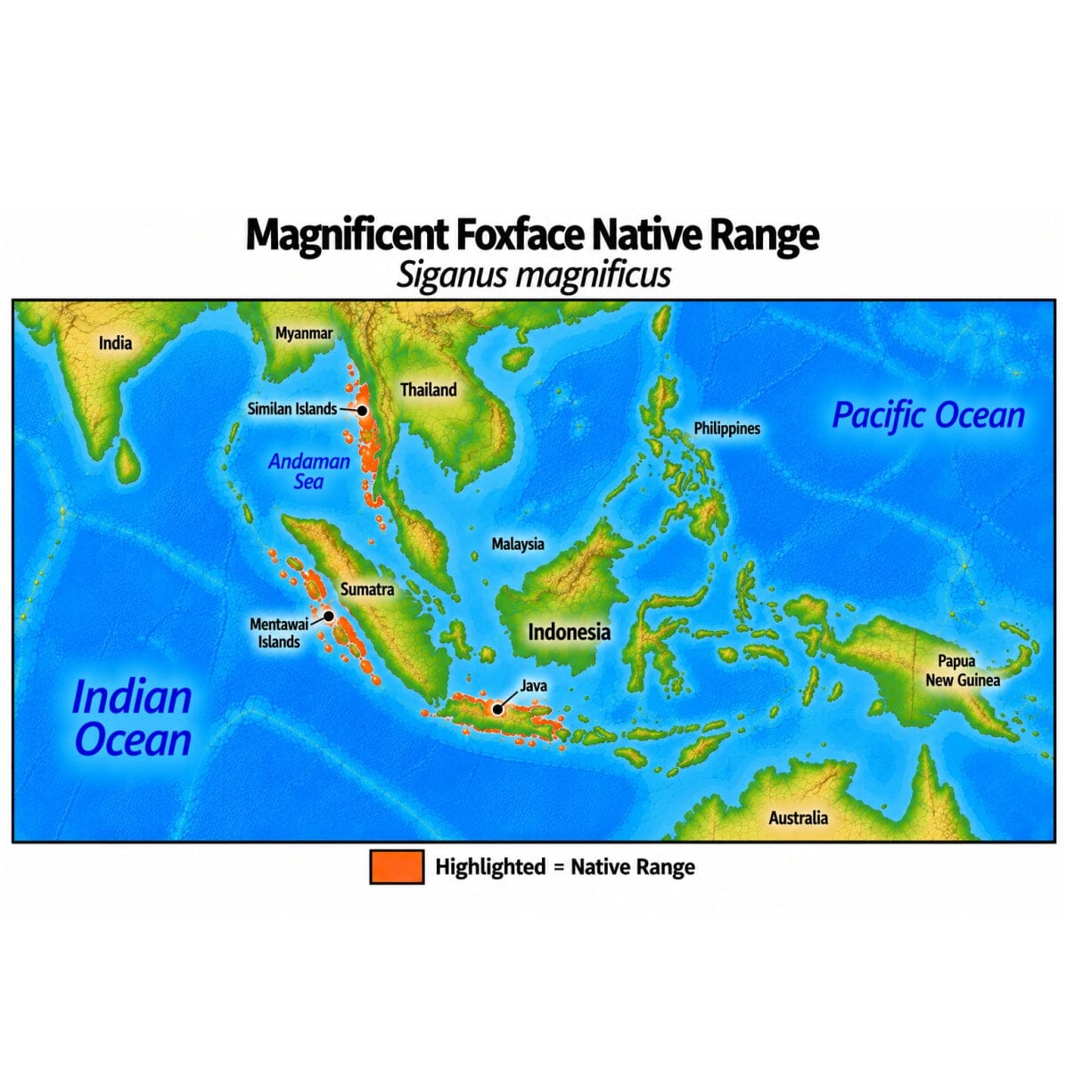 Native range map of Magnificent Foxface (Siganus magnificus), highlighting its eastern Indian Ocean distribution from Thailand and the Similan Islands through the Andaman Sea to western Sumatra, the Mentawai Islands and Java, Indonesia.