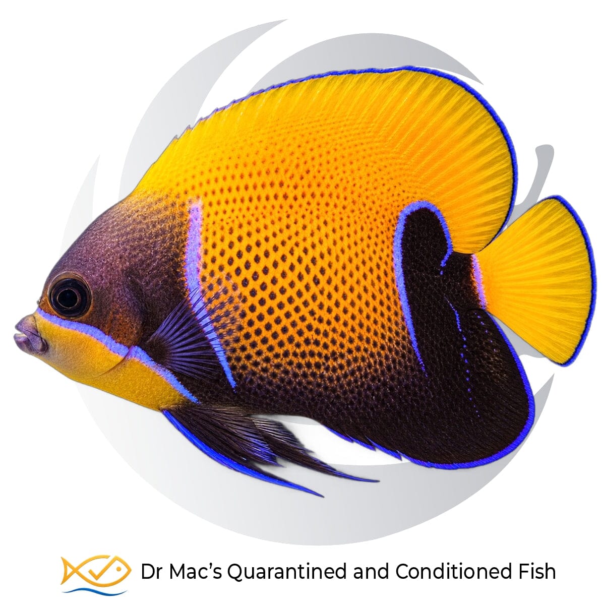 Majestic Angelfish Pomacanthus navarchus with brilliant yellow body, dark blue-black markings and vivid electric-blue fin edging
