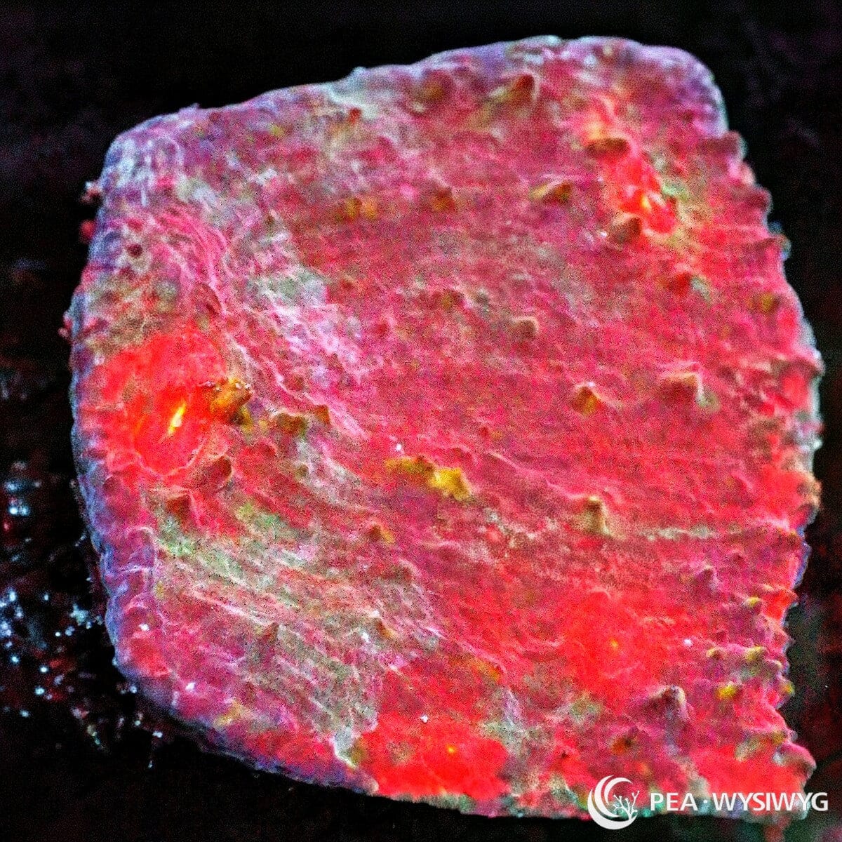 Martian Terrain Chalice Echinophyllia sp. WYSIWYG coral frag with red pink tissue, green gold highlights, raised eyes, and textured chalice growth