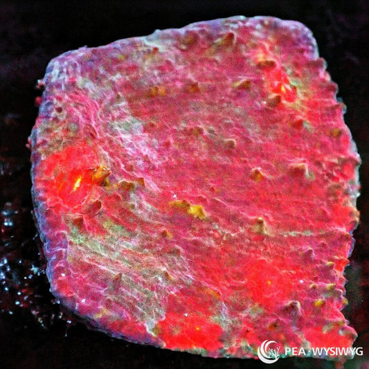Martian Terrain Chalice Echinophyllia sp. WYSIWYG coral frag with red pink tissue, green gold highlights, raised eyes, and textured chalice growth