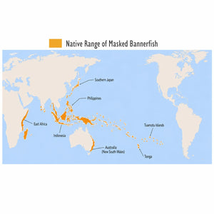 Masked Bannerfish (Heniochus monoceros)