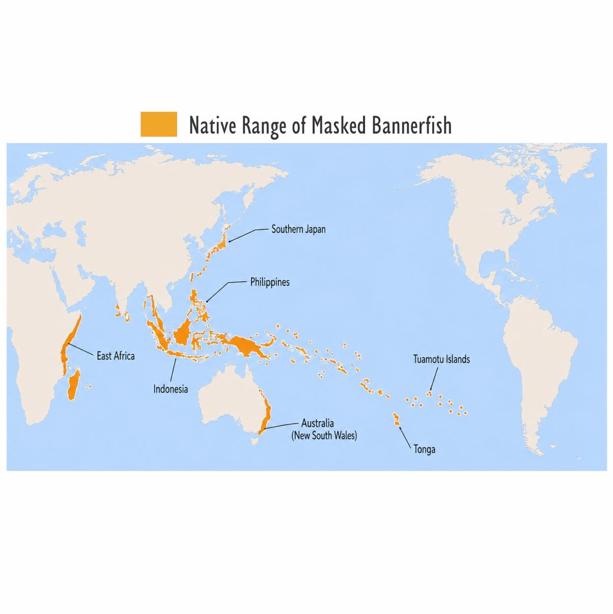 Masked Bannerfish (Heniochus monoceros)