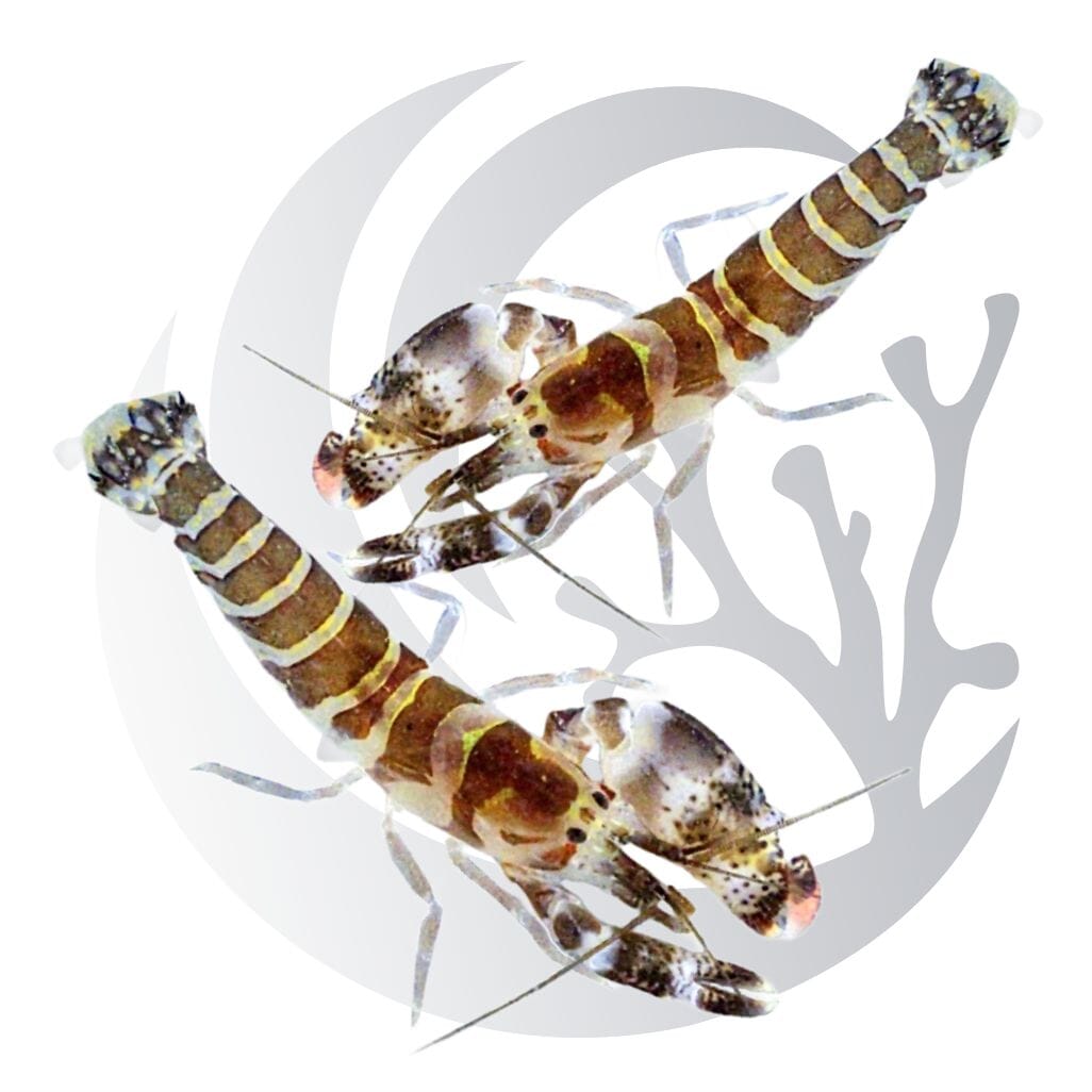Mated Pair Tiger Pistol Shrimp (Alpheus bellus), burrowing pistol shrimp, medium saltwater aquarium invert