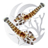 Mated Pair Tiger Pistol Shrimp (Alpheus bellus), burrowing pistol shrimp, medium saltwater aquarium invert