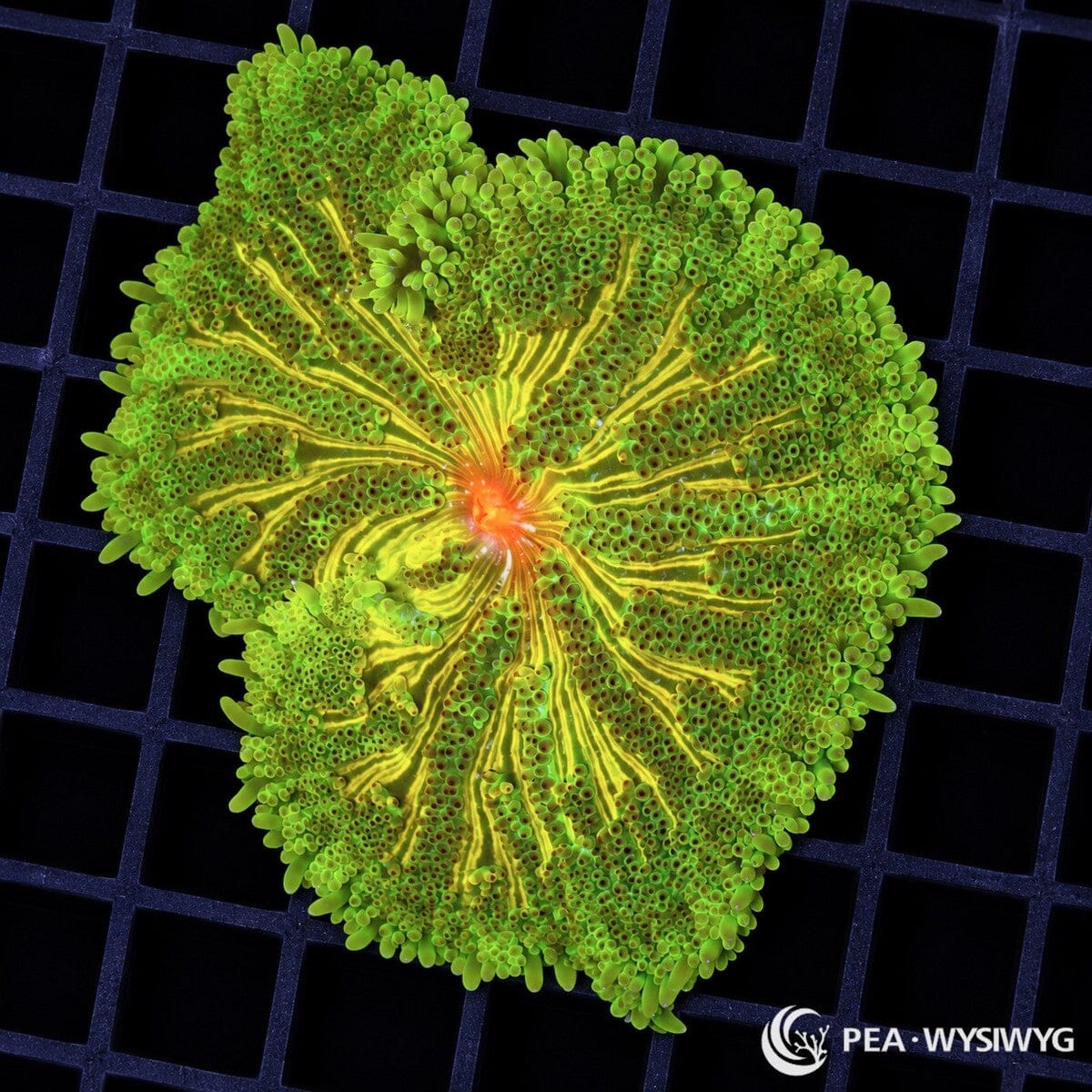 Maxi Mini Carpet Anemone (Stichodactyla tapetum) featuring fluorescent lime-green tentacles, intricate golden-yellow radial stripes, and a vivid orange central mouth. WYSIWYG specimen at Pacific East Aquaculture.