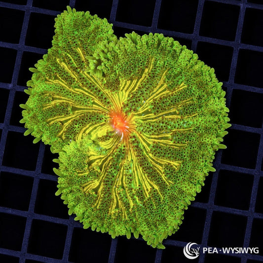 Maxi Mini Carpet Anemone (Stichodactyla tapetum) featuring fluorescent lime-green tentacles, intricate golden-yellow radial stripes, and a vivid orange central mouth. WYSIWYG specimen at Pacific East Aquaculture.
