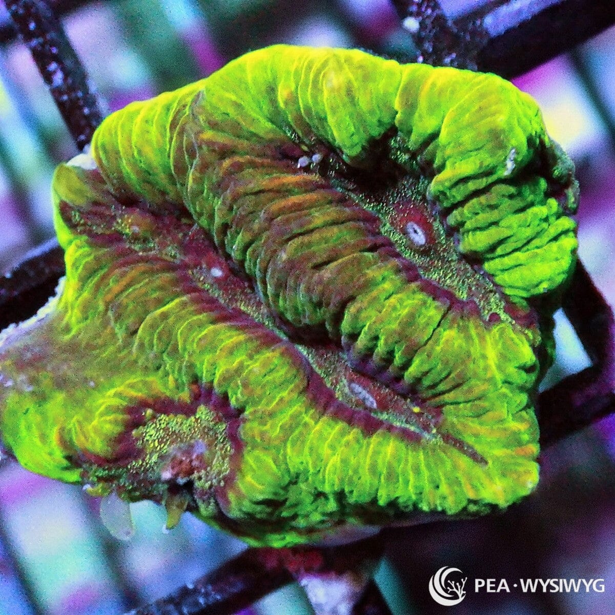 Maze Brain Platygyra Platygyra sp. WYSIWYG coral frag with neon green tissue, burgundy red valleys, and maze-like ridged texture