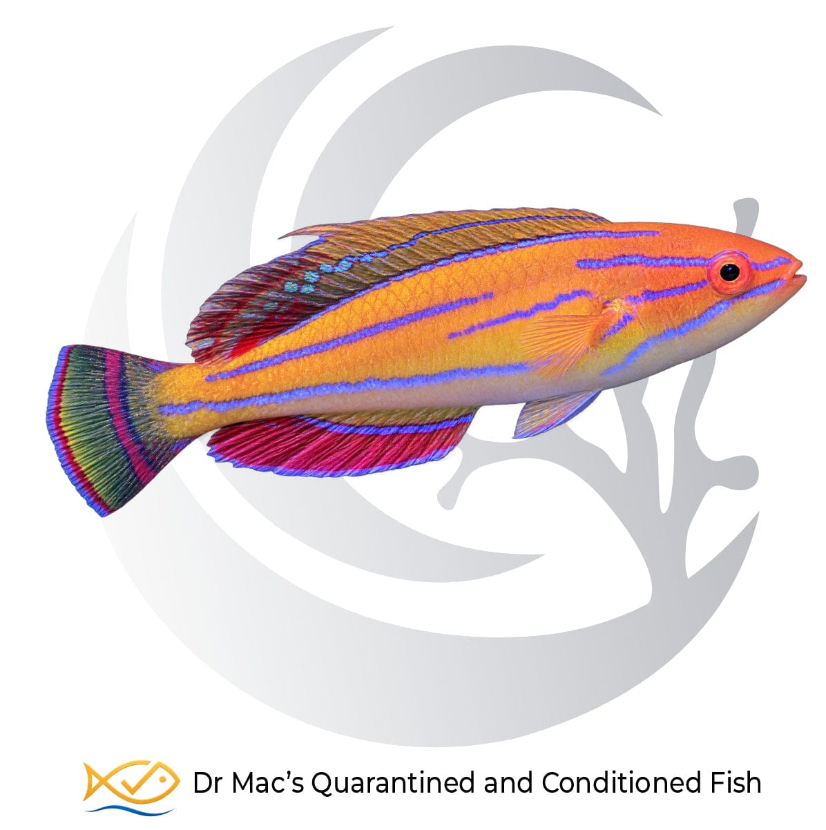 McCosker’s Flasher Wrasse Paracheilinus mccoskeri with orange body, vivid blue stripes and colorful red, blue and yellow fins