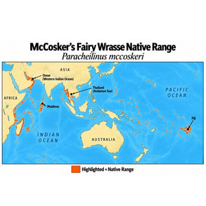 McCosker’s Fairy Wrasse (Paracheilinus mccoskeri) native range map showing its Indo-West Pacific distribution from the western Indian Ocean, including Oman and the Maldives, east through Thailand to Fiji. FishBase notes that records from Indonesia are questionable.
