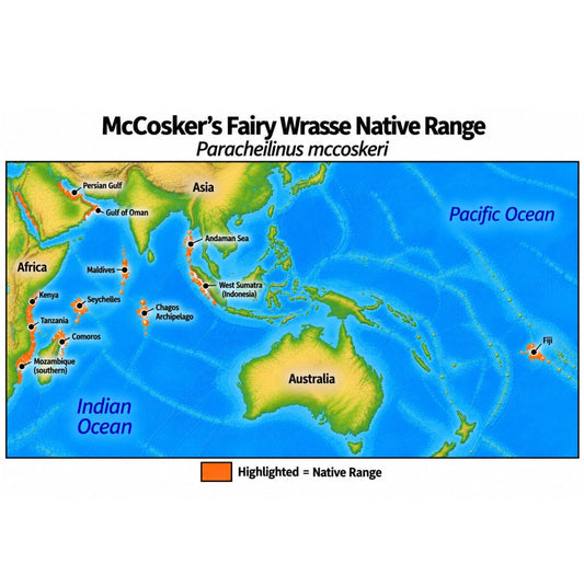 Native range map of McCosker’s Fairy Wrasse (Paracheilinus mccoskeri), highlighting documented populations from the Persian Gulf and East African coast through the Seychelles, Comoros, Chagos, Maldives and Andaman Sea, with records from western Sumatra and Fiji.