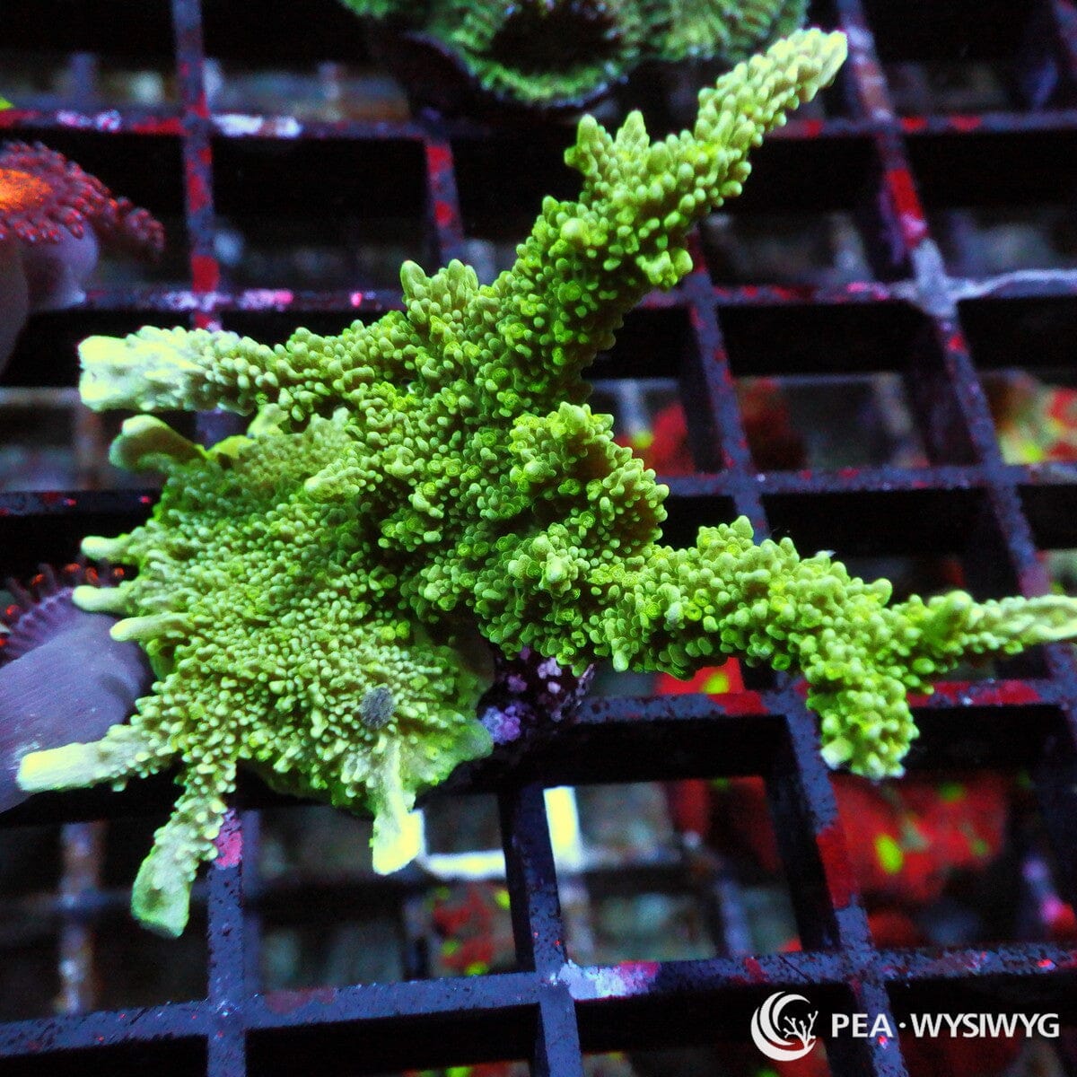 Medusa Branching Montipora SPS coral with green branching growth, WYSIWYG under $25 coral frag