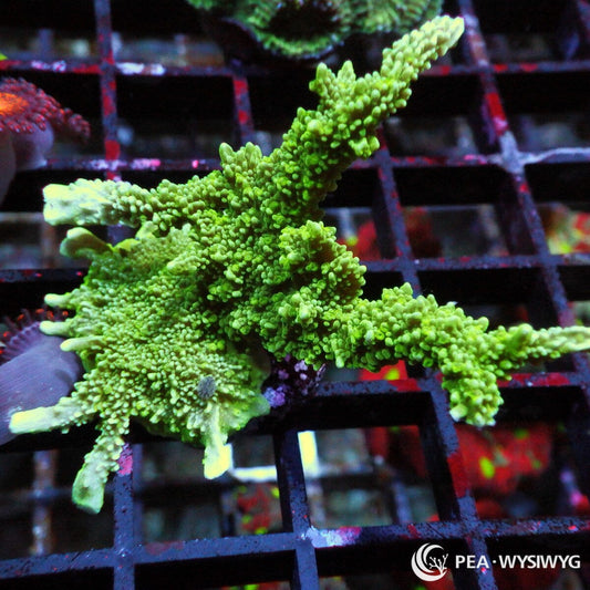 Medusa Branching Montipora SPS coral with green branching growth, WYSIWYG under $25 coral frag