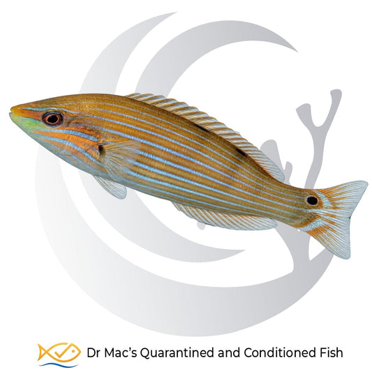 Melanurus Wrasse Halichoeres melanurus from Indonesia with orange-brown body, bright blue horizontal stripes and black tail spot