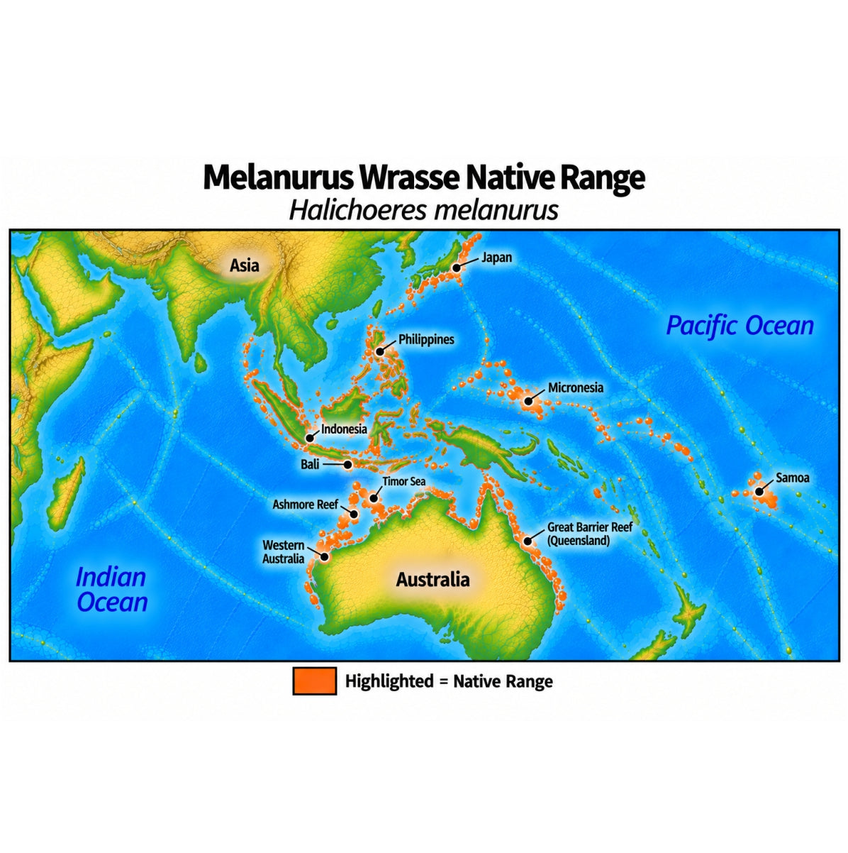 Native range map of Melanurus Wrasse (Halichoeres melanurus), highlighting its Indo-Pacific distribution from Bali and Western Australia through Indonesia and the Philippines to Micronesia and Samoa, north to Japan, and south through northern and eastern Australia.