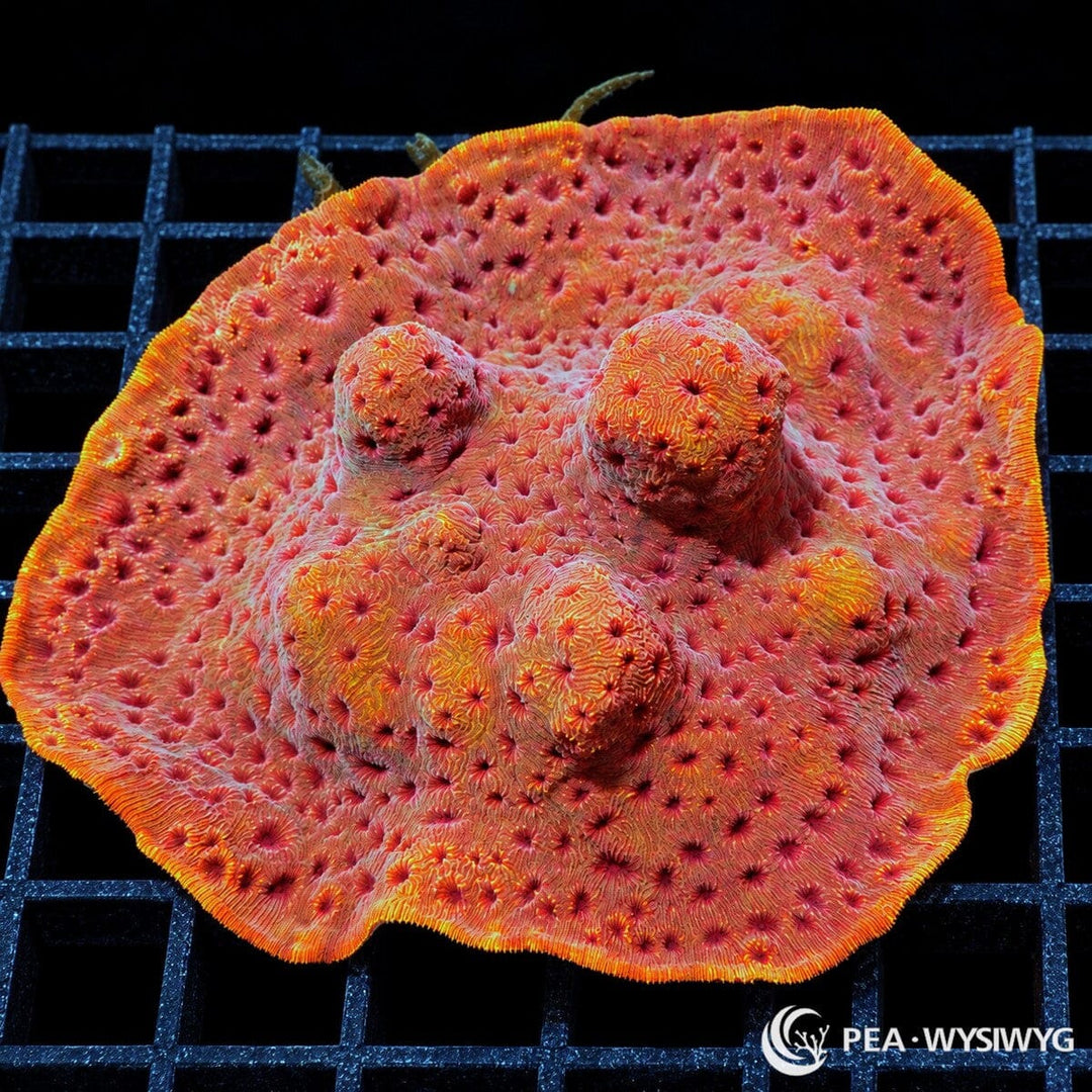 Metallic Orange Pavona maldivensis coral colony with vivid orange-red plating growth, raised lobes, and bright golden-orange margins