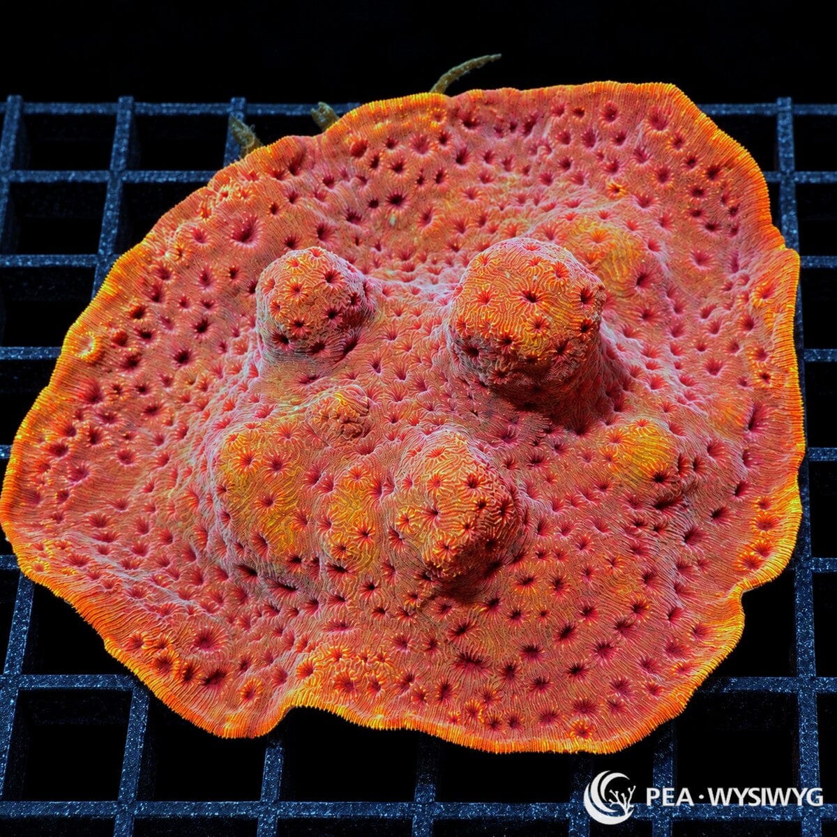 Metallic Orange Pavona maldivensis coral colony with vivid orange-red plating growth, raised lobes, and bright golden-orange margins