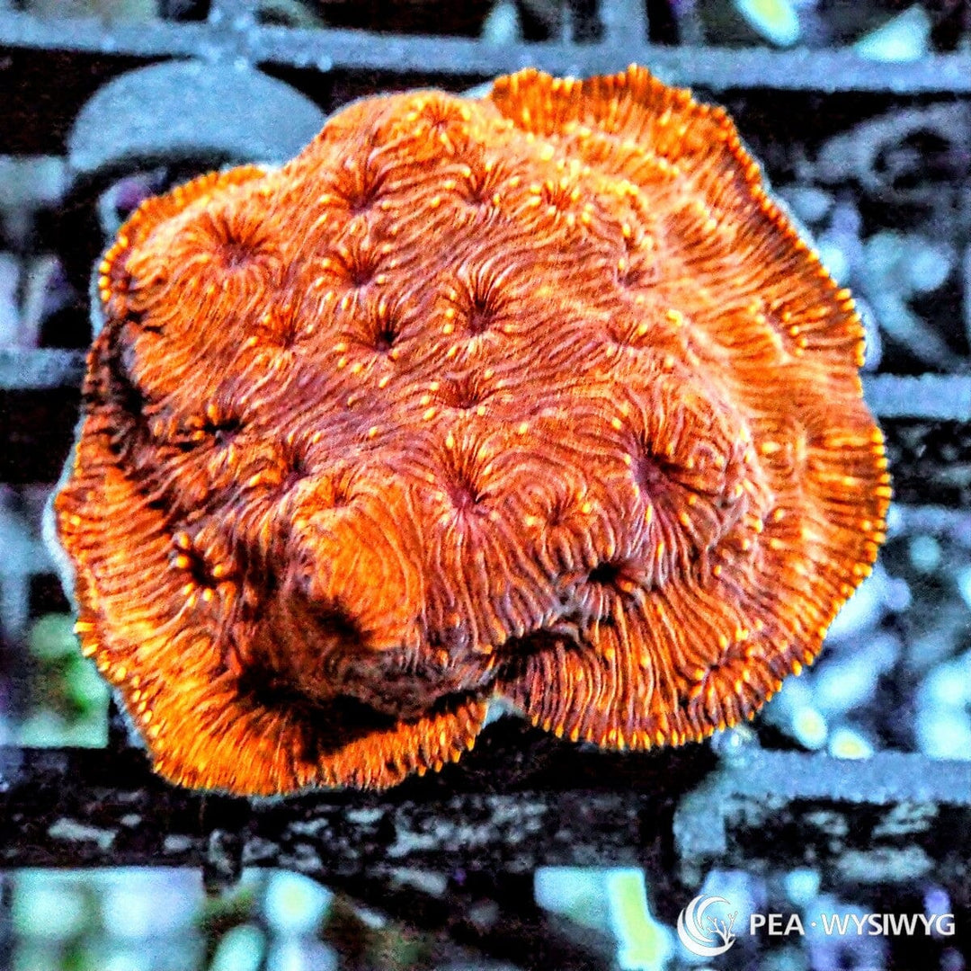 Metallic Orange Pavona Pavona maldivensis WYSIWYG Under $25 coral frag