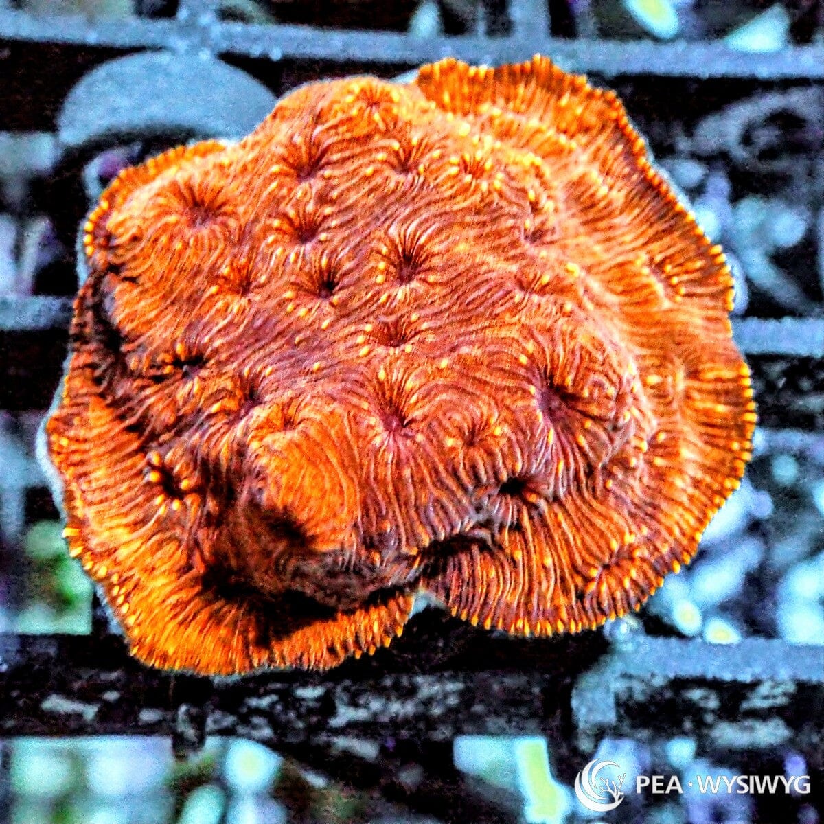 Metallic Orange Pavona Pavona maldivensis WYSIWYG Under $25 coral frag