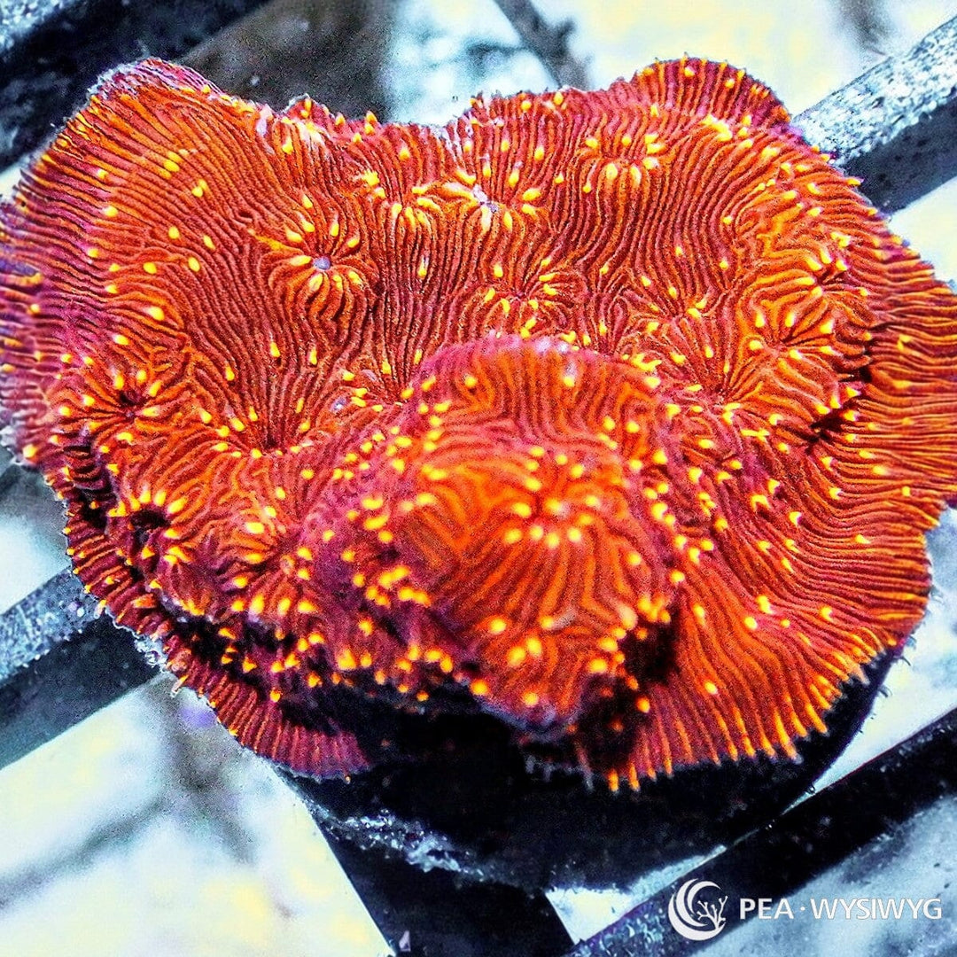 Metallic Orange Pavona maldivensis aquacultured SPS coral with bright metallic orange coloration