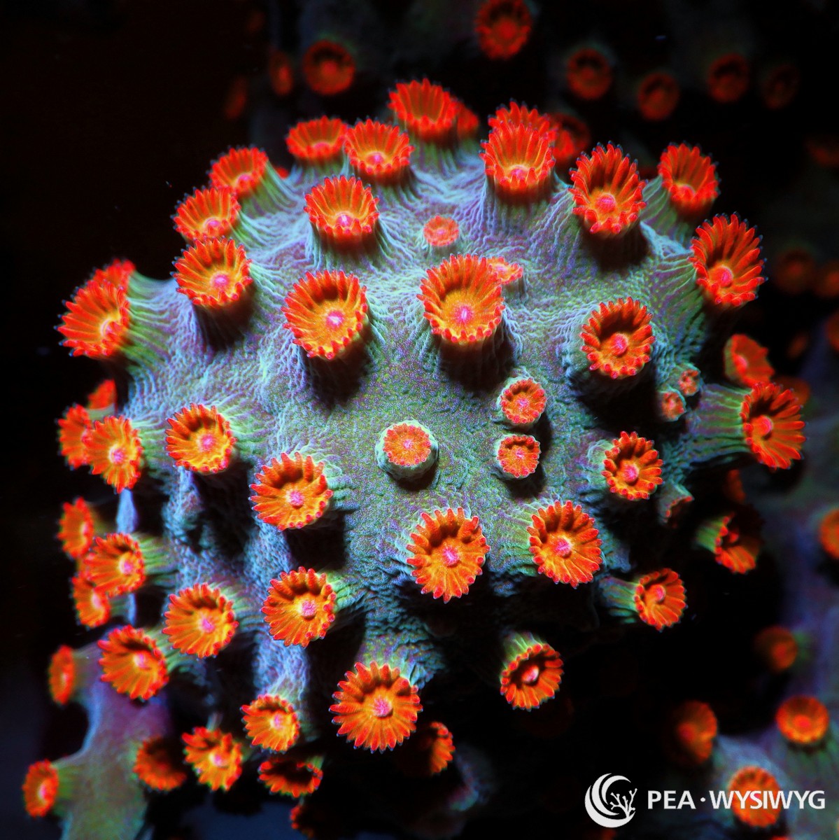 Meteor Shower Cyphastrea Cyphastrea sp. WYSIWYG coral frag with teal blue green tissue, orange red polyps, golden centers, and pink mouth highlights