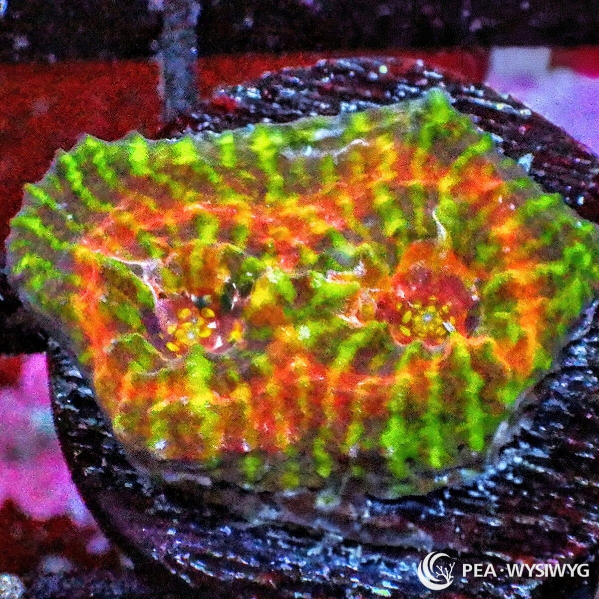 Mind Numbing Chalice Echinophyllia sp. WYSIWYG coral frag with bright green tissue, orange red highlights, yellow accents, and textured encrusting plating growth