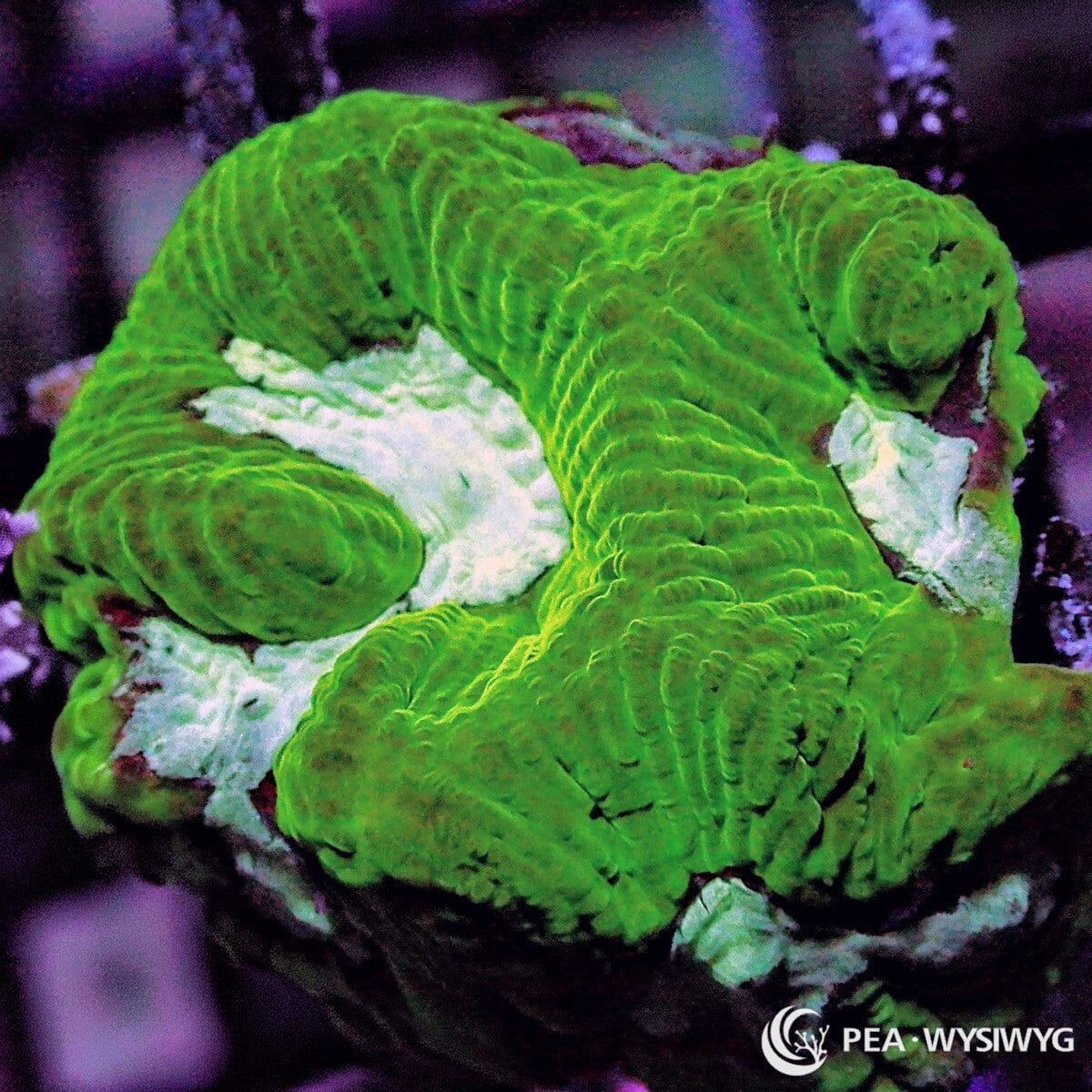 Minty Platygyra Maze Brain Platygyra sp. WYSIWYG coral frag with mint green tissue, maze-like ridges, and pale cream white contrast