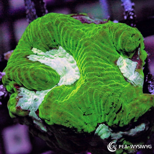 Minty Platygyra Maze Brain Platygyra sp. WYSIWYG coral frag with mint green tissue, maze-like ridges, and pale cream white contrast