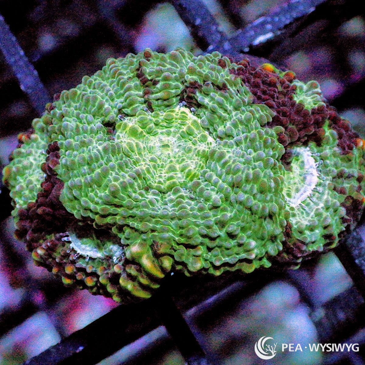 Mixed Greens Acan Echinata Acanthastrea echinata WYSIWYG Under $25 LPS coral frag