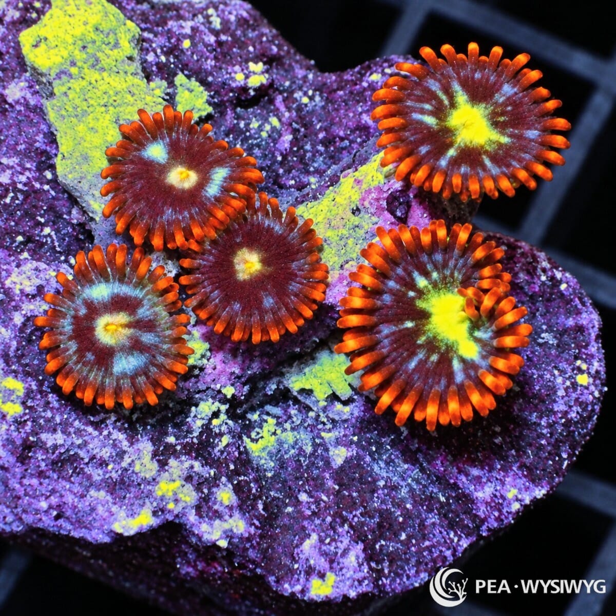 Mixed Red Skirt Zoanthids Zoanthus sp. with burgundy-red oral discs, vivid orange-red skirts, fluorescent yellow-green centers, and blue-green markings