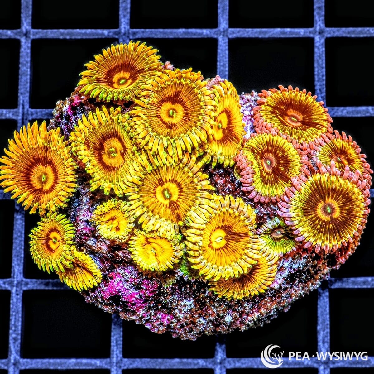 Mixed Super Ultra Goldies Zoanthids Zoanthus sp. WYSIWYG coral with gold, yellow, orange, bronze, pink, and green coloration