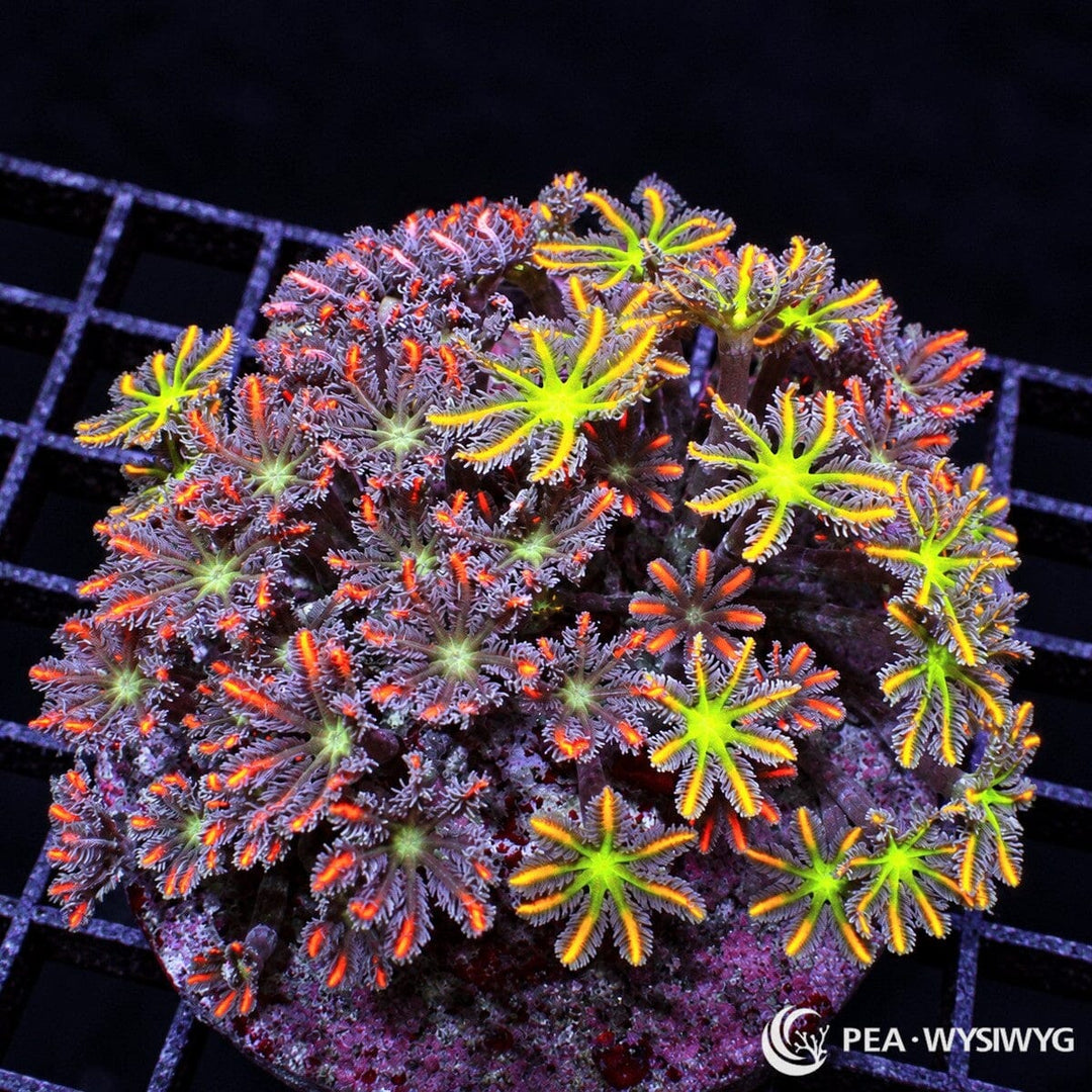Mixed Ultra Clove Polyps Clavularia sp. colony with neon green centers, lavender-purple tentacles, and fluorescent orange-red highlights