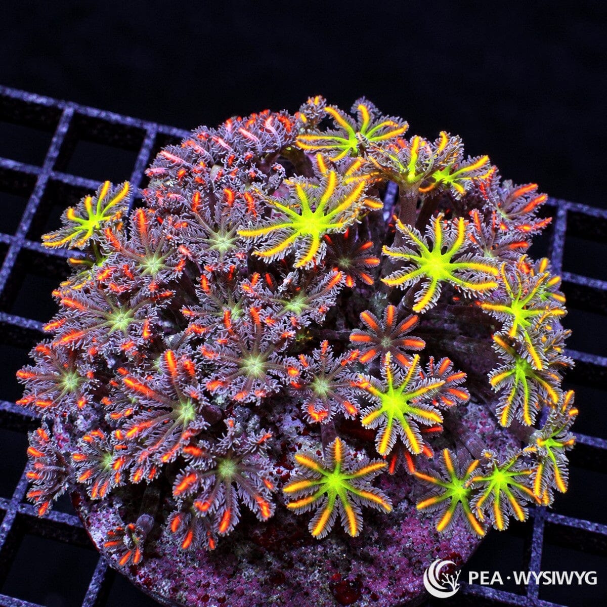Mixed Ultra Clove Polyps Clavularia sp. colony with neon green centers, lavender-purple tentacles, and fluorescent orange-red highlights