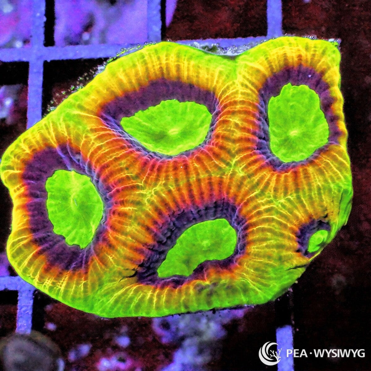 Molten Alien Lava Maze Brain Platygyra sp. WYSIWYG LPS coral frag with neon green orange purple and yellow coloration