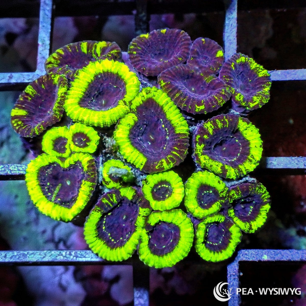 Monster Mash Pleiastrea Plesiastrea versipora WYSIWYG LPS coral frag with neon green rims and purple centers