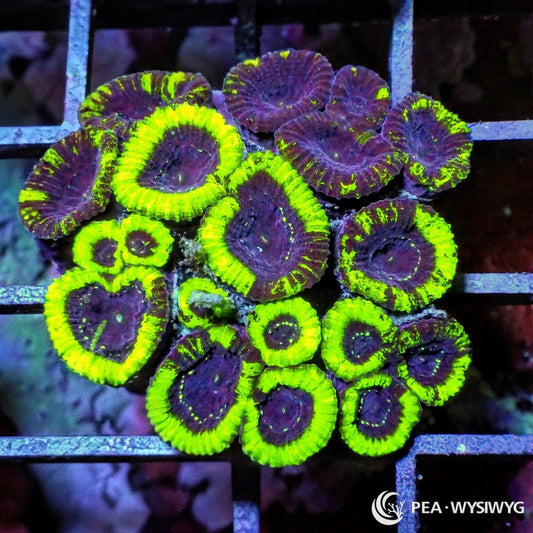 Monster Mash Pleiastrea Plesiastrea versipora WYSIWYG LPS coral frag with neon green rims and purple centers