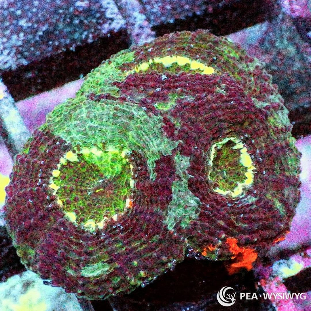 Mosaic Acan Echinata Acanthastrea echinata WYSIWYG coral with burgundy-red tissue, green accents, and fluorescent yellow-green corallite highlights