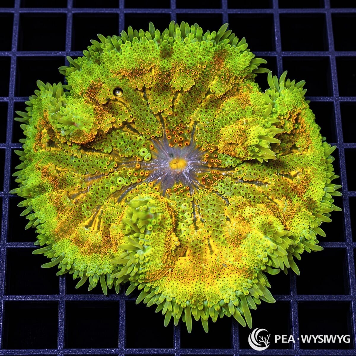 Mosaic Lemon Lime Maxi Mini Carpet Anemone (Stichodactyla tapetum) displaying fluorescent lime-green tentacles, golden-yellow radial patterns, orange-ringed tentacles, and a lavender-gray oral disc with a yellow mouth. WYSIWYG specimen photographed at Pacific East Aquaculture.
