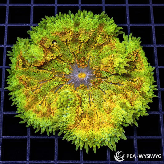 Mosaic Lemon Lime Maxi Mini Carpet Anemone (Stichodactyla tapetum) displaying fluorescent lime-green tentacles, golden-yellow radial patterns, orange-ringed tentacles, and a lavender-gray oral disc with a yellow mouth. WYSIWYG specimen photographed at Pacific East Aquaculture.