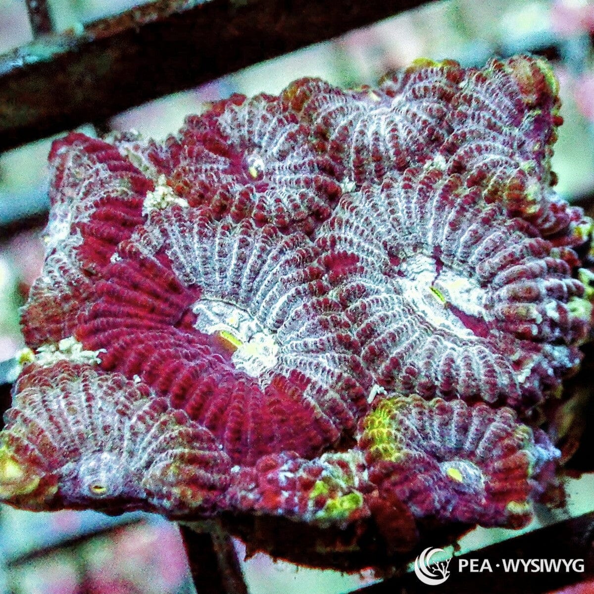 Mosaic Violet Favia Dipsastraea sp. WYSIWYG coral frag with violet burgundy tissue, silver white ridging, and green yellow accents