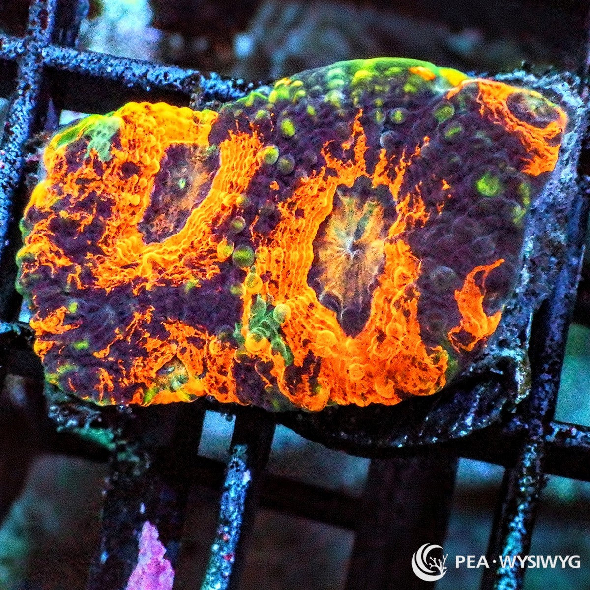 Mottled Orange Acan Echinata Acanthastrea echinata WYSIWYG coral frag with fiery orange tissue, dark mottling, green accents, and textured encrusting growth