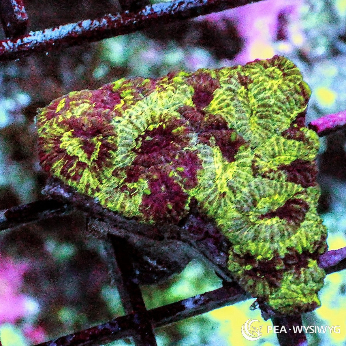 Mottled Golden Favia Dipsastraea sp. WYSIWYG coral frag with golden yellow green tissue, burgundy red mottling, green mouth accents, and textured stony growth