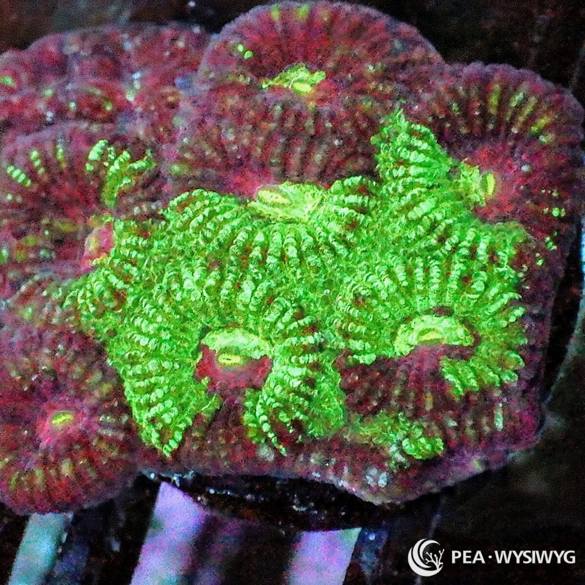 Mottled Mosaic Favia Dipsastraea sp. WYSIWYG coral frag with burgundy red purple tissue, neon green growth areas, and mosaic texture
