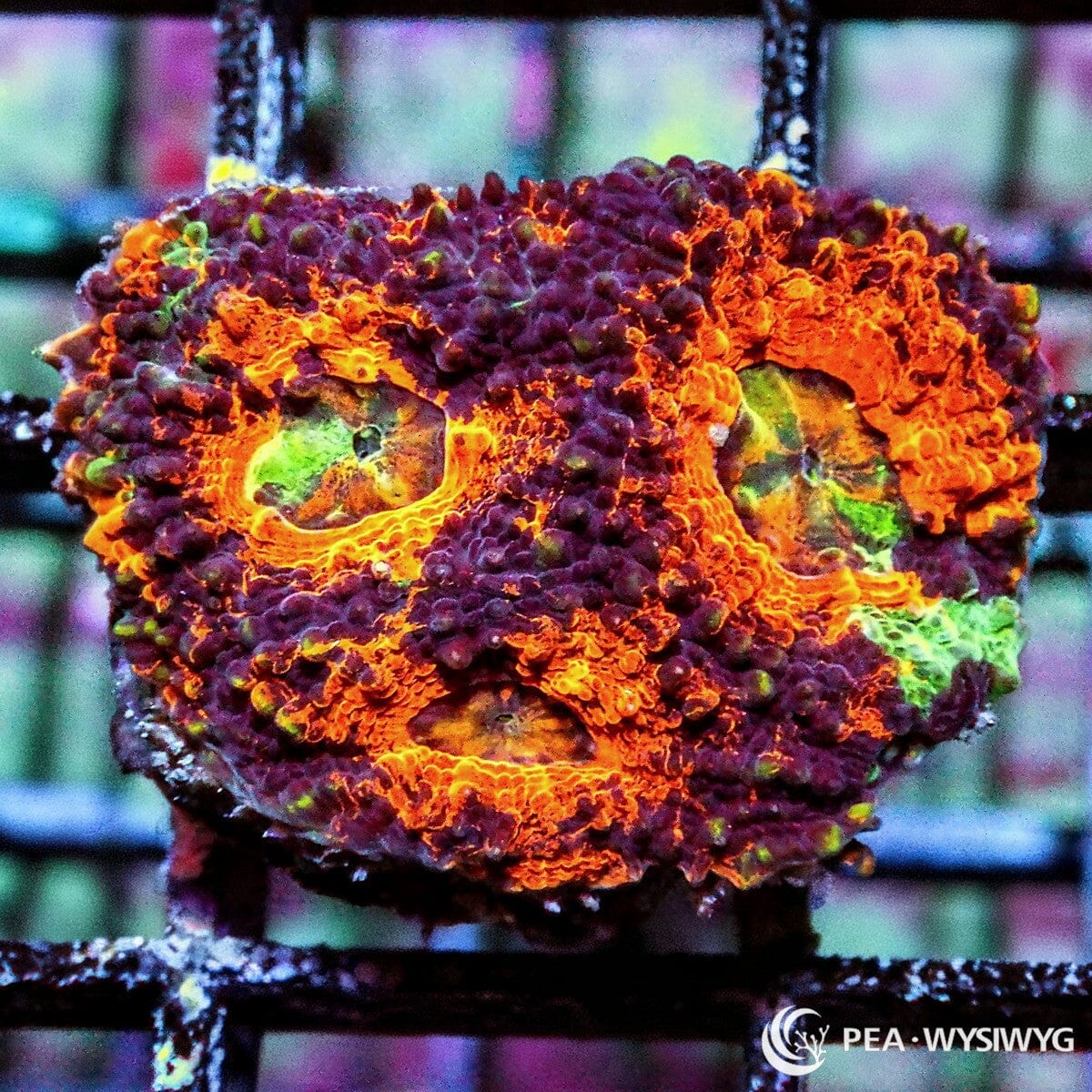 Mottled Orange Acan Echinata Acanthastrea echinata WYSIWYG coral frag with orange tissue, purple mottling, green accents, and colorful centers