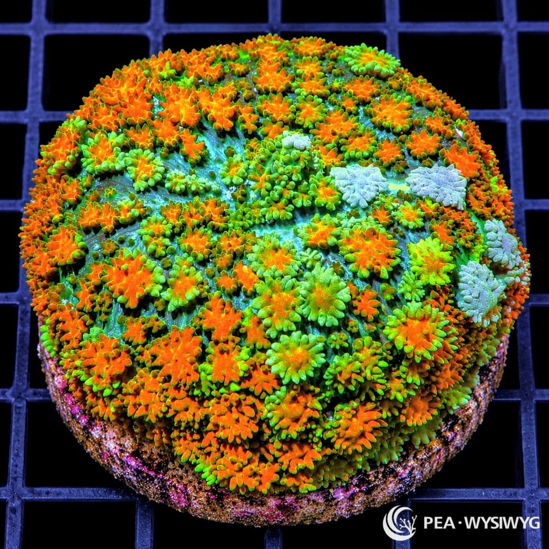 Multi-Color Carpet Mushroom Rhodactis sp. WYSIWYG coral with fluorescent orange, green, yellow-green, and pale mint textured coloration