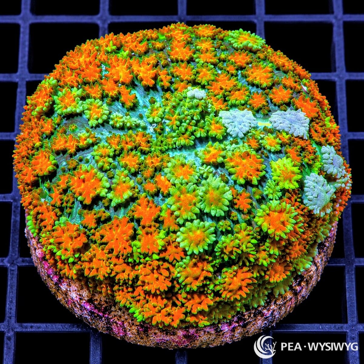 Multi-Color Carpet Mushroom Rhodactis sp. WYSIWYG coral with fluorescent orange, green, yellow-green, and pale mint textured coloration