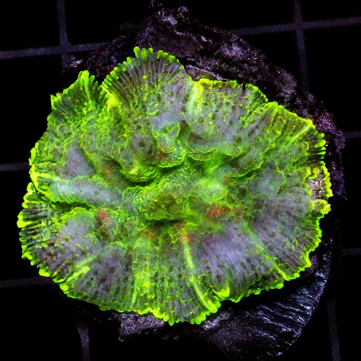 Multi Color Rhodactis Mushroom Rhodactis sp. WYSIWYG soft coral with red green purple color