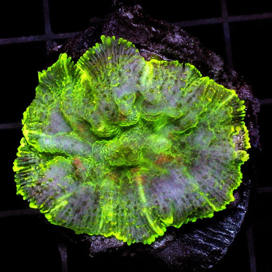 Multi Color Rhodactis Mushroom Rhodactis sp. WYSIWYG soft coral with red green purple color