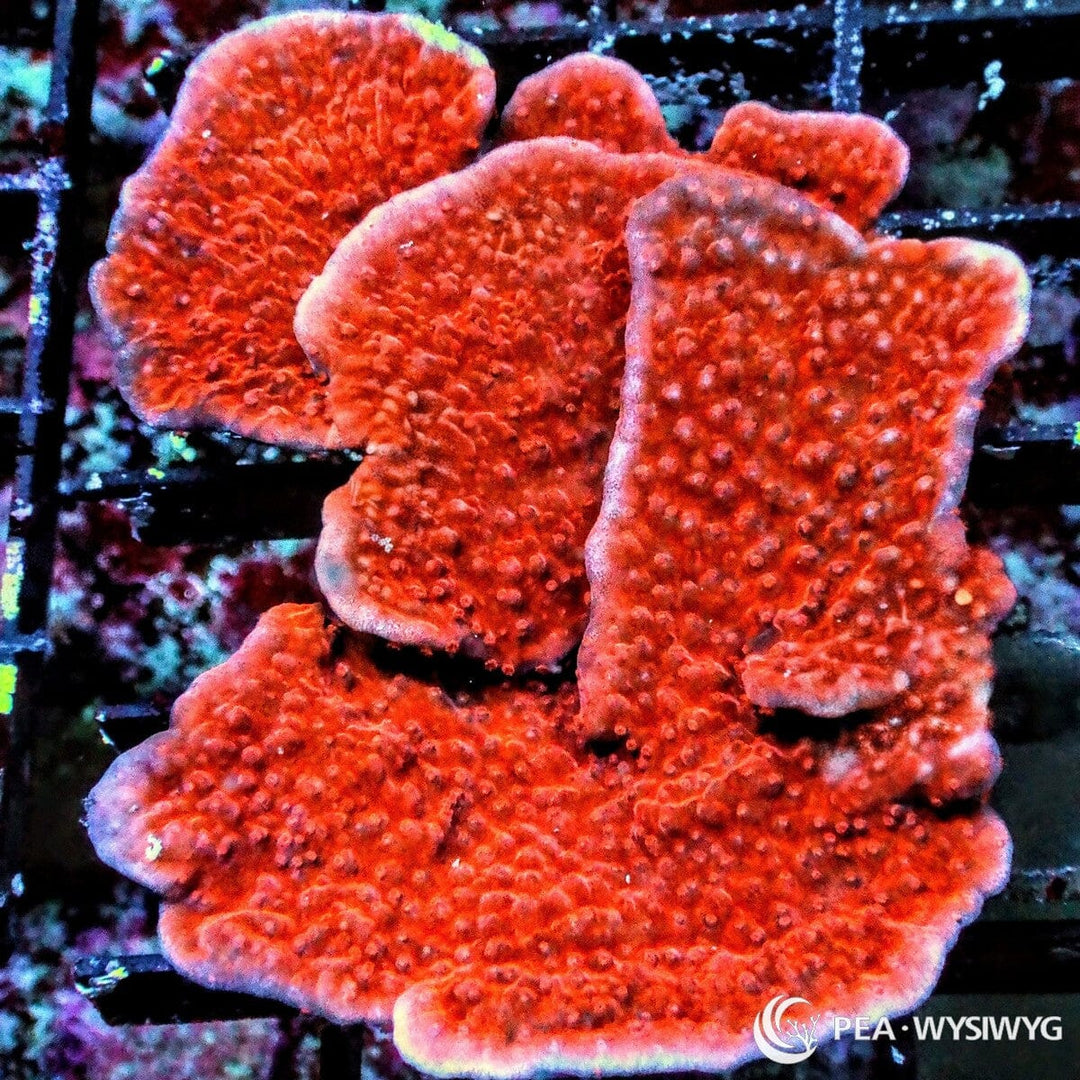 Multi Layer Blood Pool Montipora Montipora sp. WYSIWYG coral frag with red orange plating growth, layered scrolling plates, and pink edge highlights
