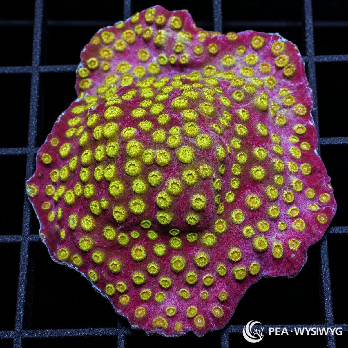 Multicolor Cyphastrea Cyphastrea sp. with magenta-burgundy tissue and bright yellow-green raised corallites across an encrusting colony